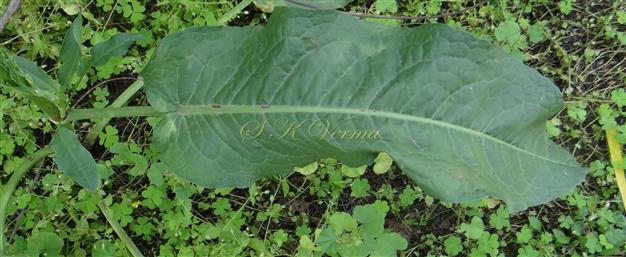  Basal Leaf (Adaxial View)